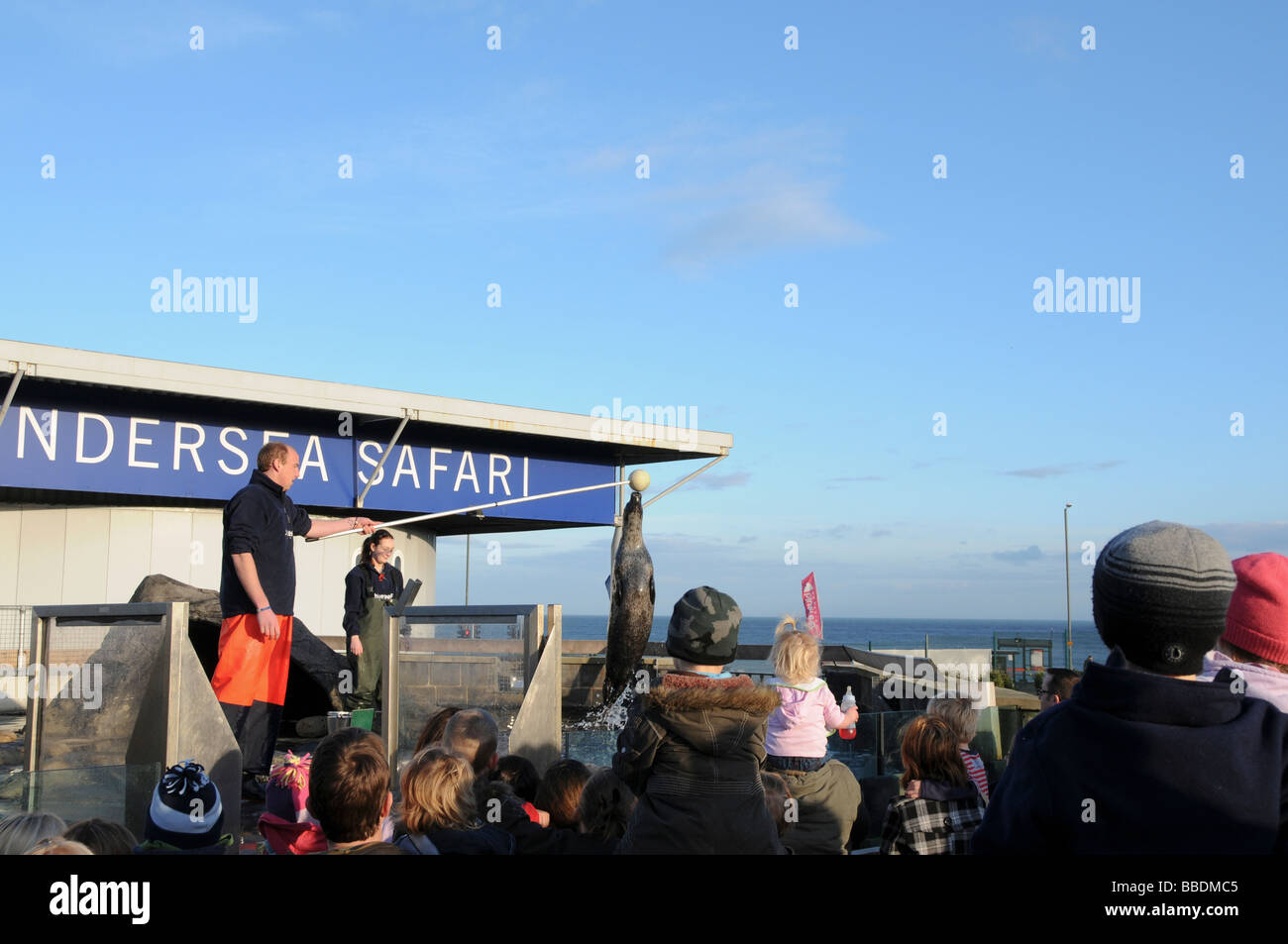 Seal feeding in blue reef aquarium, Britain Stock Photo Alamy