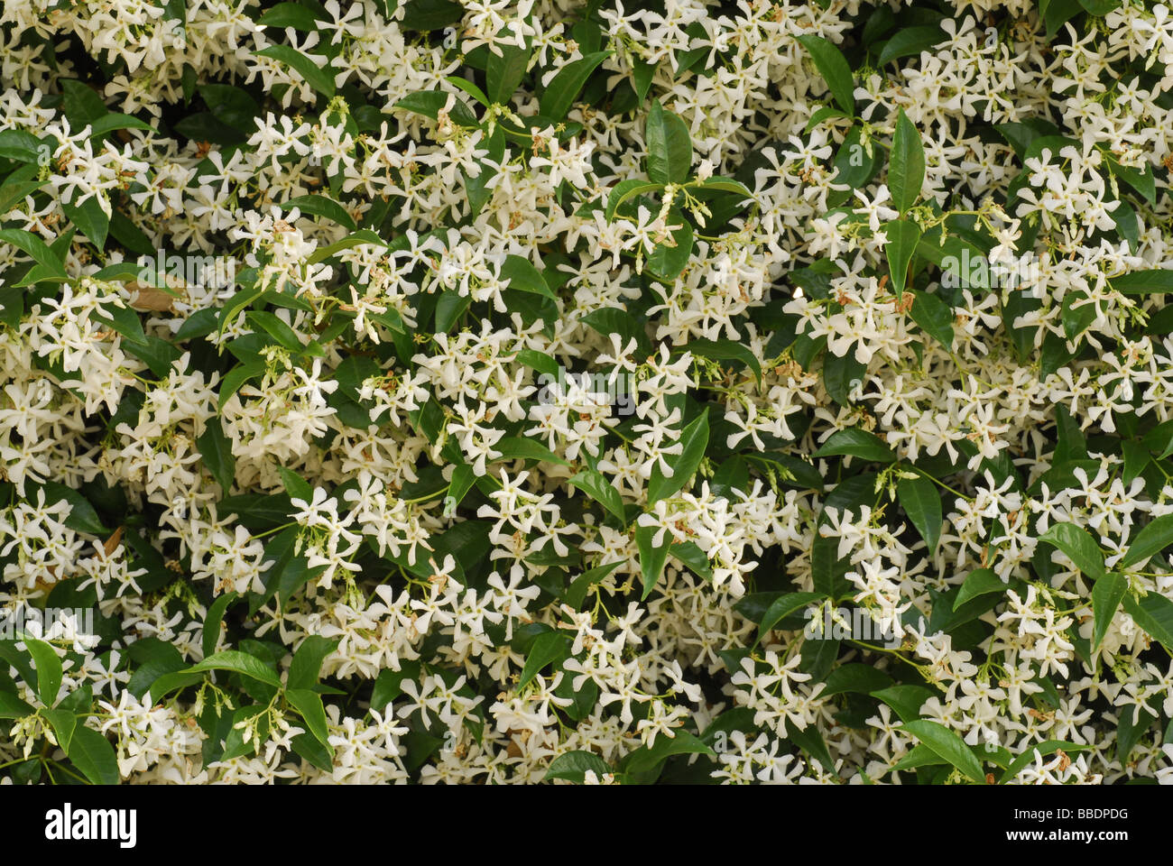 Jasmine Jasminum officinale, gelsomino, Oleaceae Stock Photo