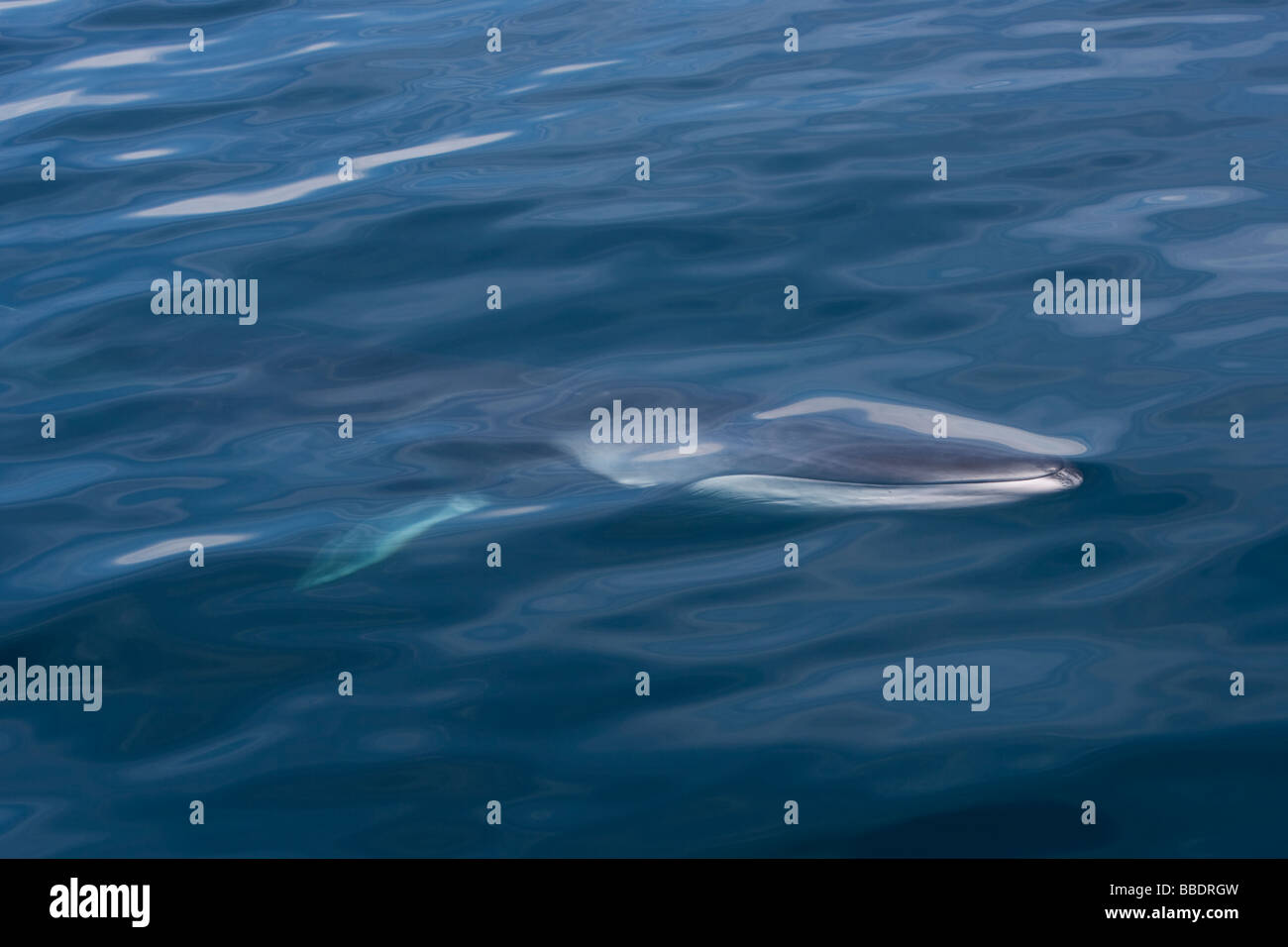 Fin whale finback whale razorback hi-res stock photography and images ...