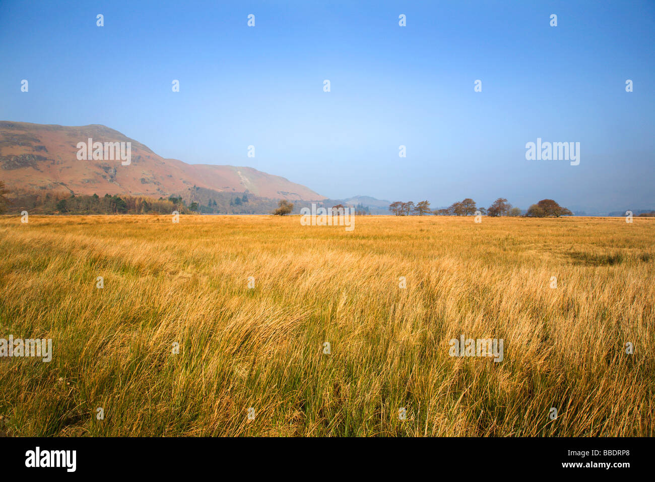 Marshland near Derwent Water Borrowdale Valley Cumbria England Stock Photo