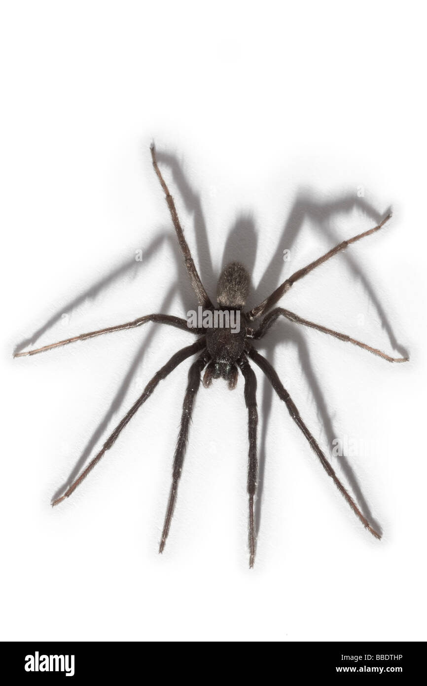 A House spider (Tegenaria gigantea), photographed in the studio. Tégénaire (Tegenaria gigantea), photographiée en studio. Stock Photo