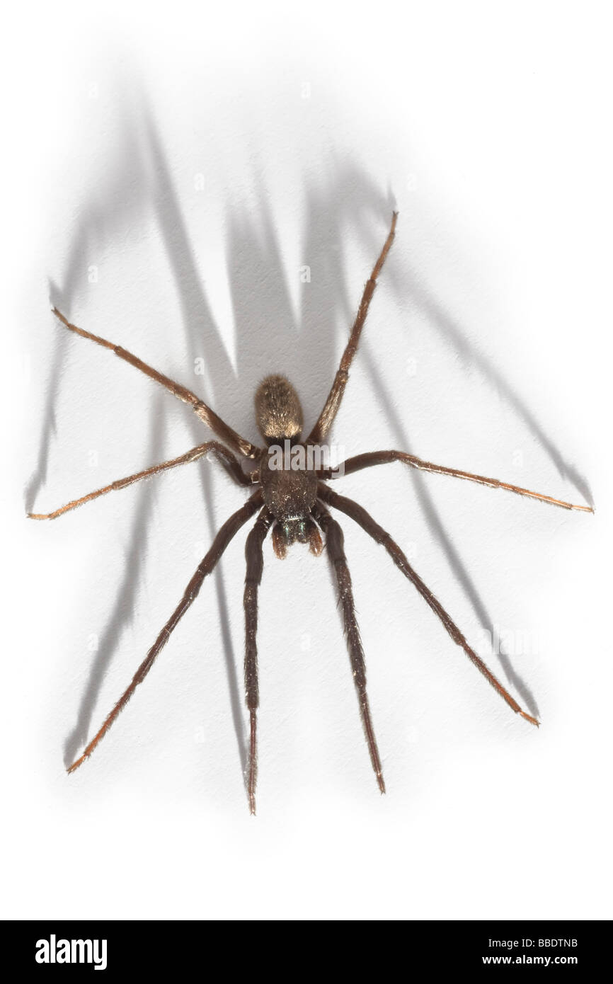 A House spider (Tegenaria gigantea), photographed in the studio. Tégénaire (Tegenaria gigantea), photographiée en studio. Stock Photo