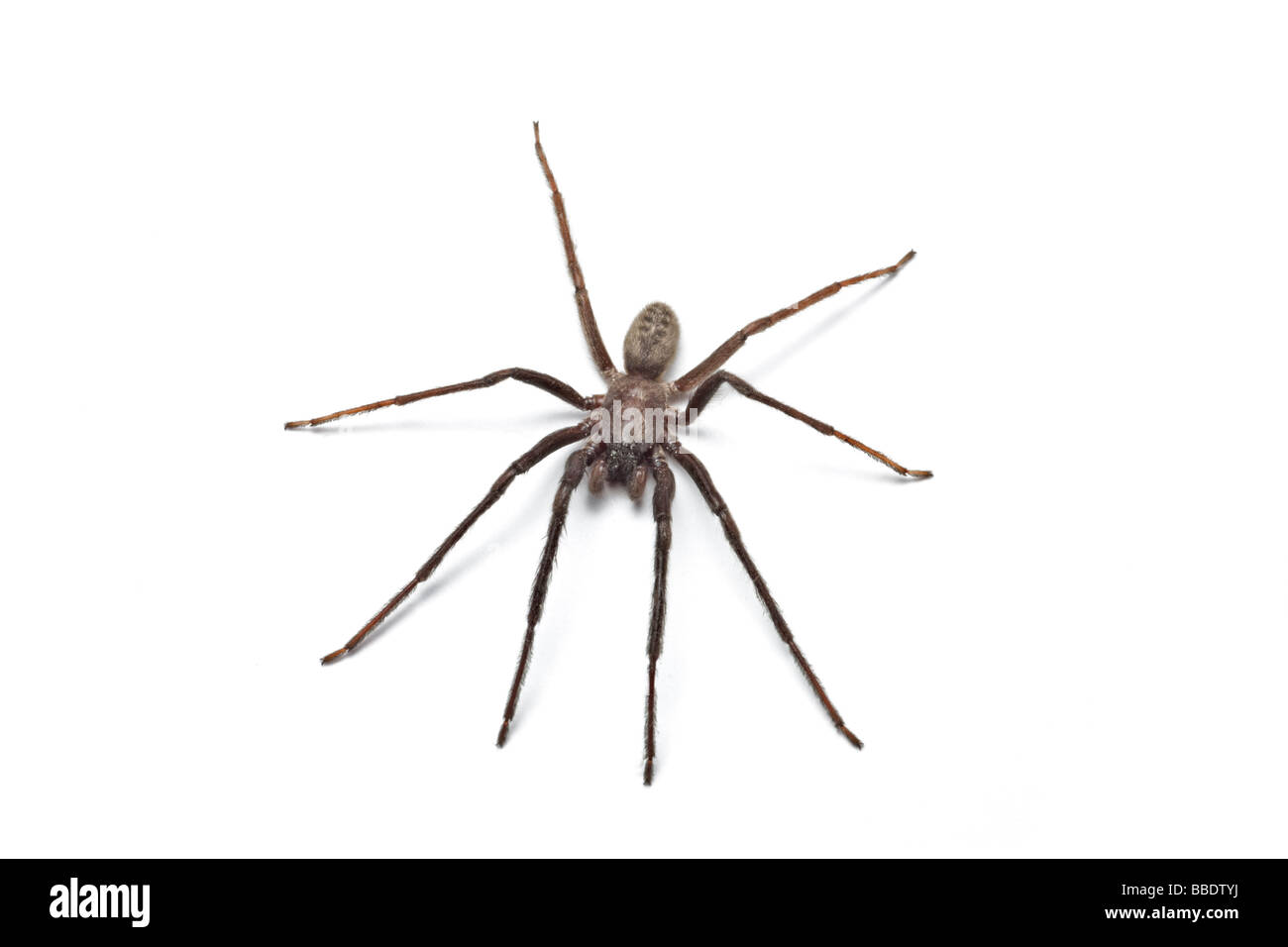 A House spider (Tegenaria gigantea), photographed in the studio. Tégénaire (Tegenaria gigantea), photographiée en studio. Stock Photo