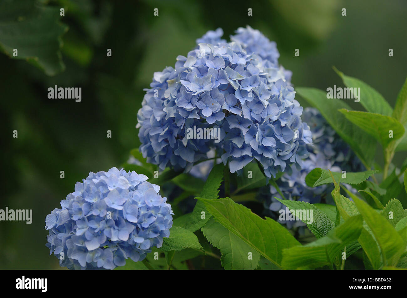 Typical Japanese flowers in Nagano Stock Photo Alamy