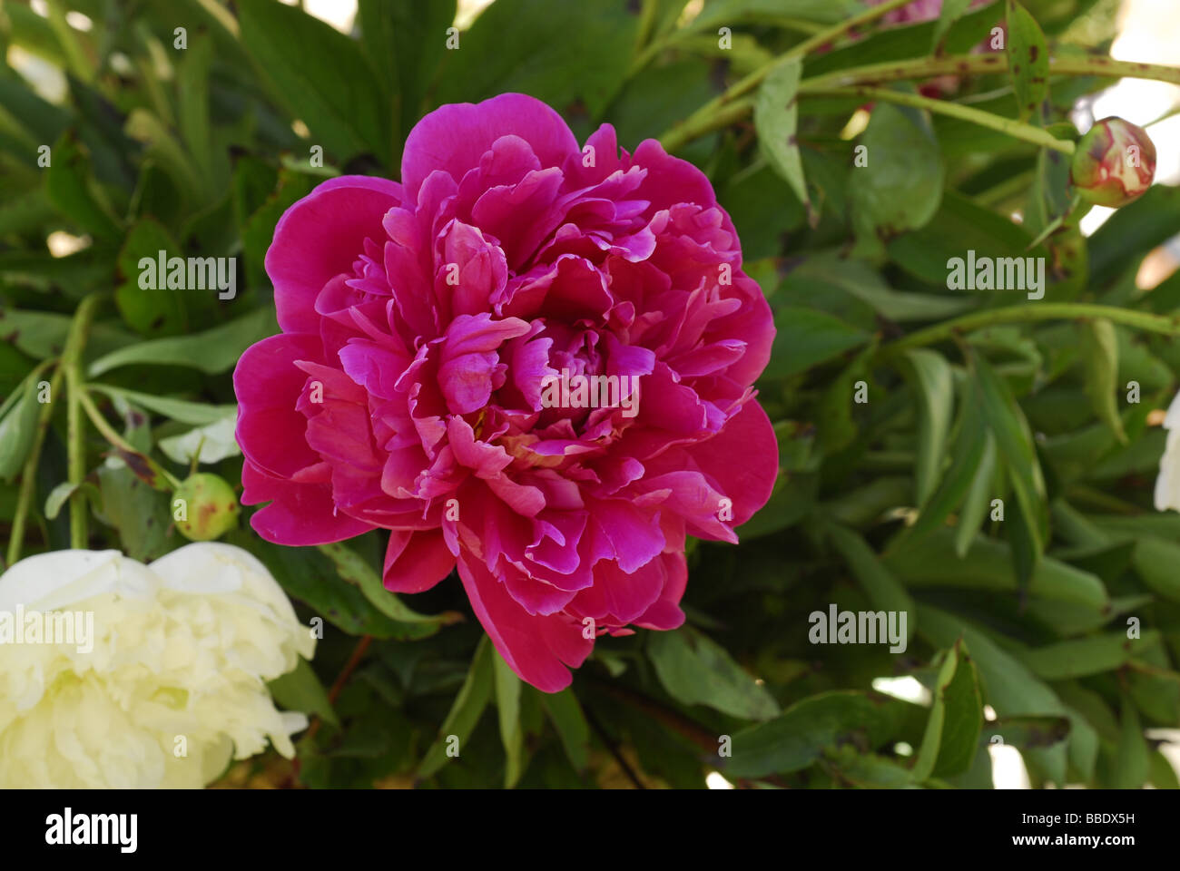 Peony Paeonia x lactiflorea "Sara Bernard", Ranuncolaceae Stock Photo
