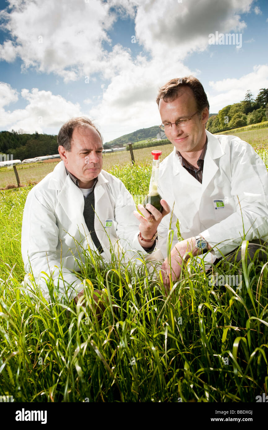 Mike Morris and Joe Gallagher of IBERS with their project to extract bio-ethanol fuel from ryegrass, Aberystwyth University, UK Stock Photo