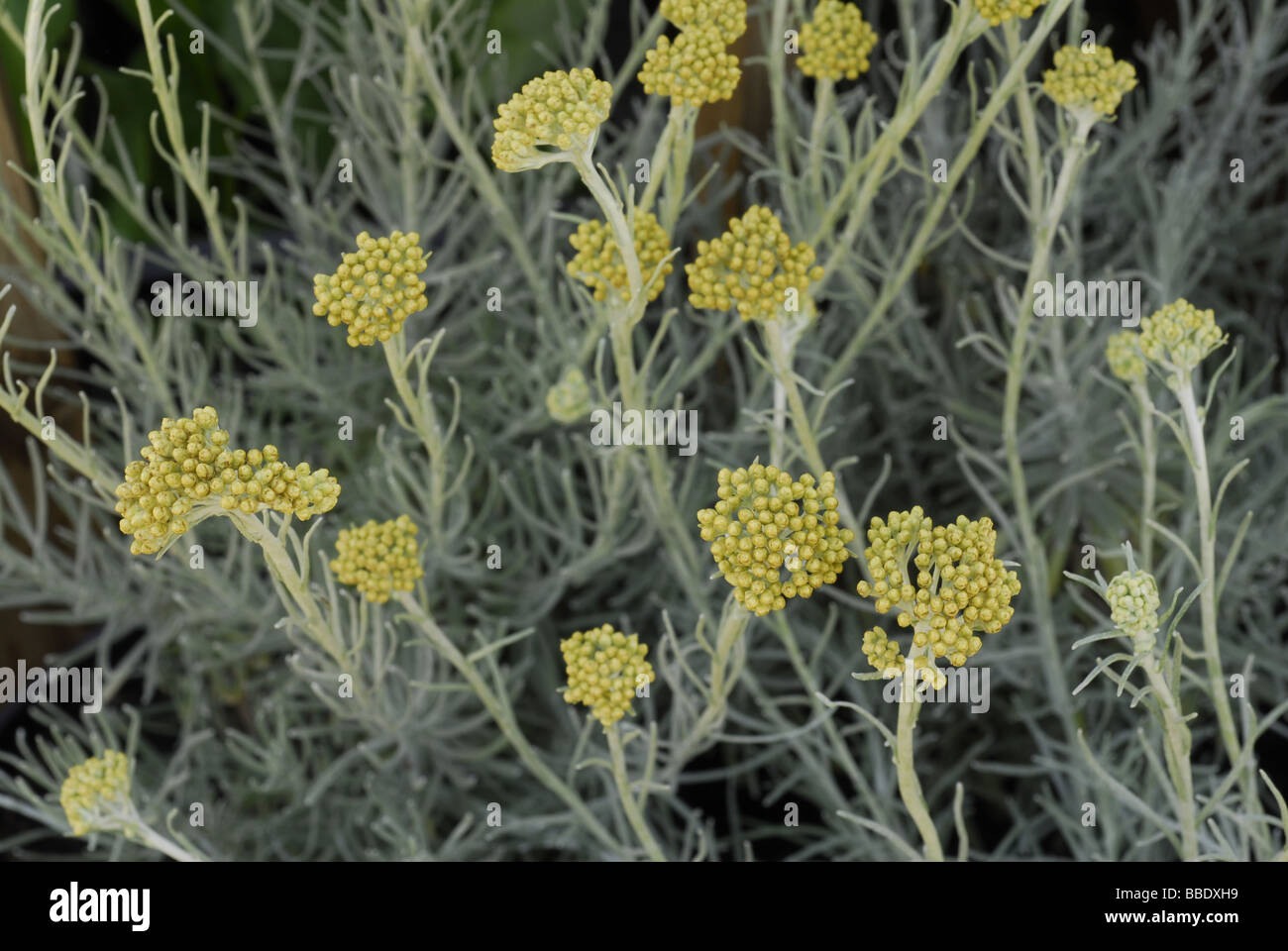 Elichrysum italicum, elicriso, Lamiaceae Stock Photo