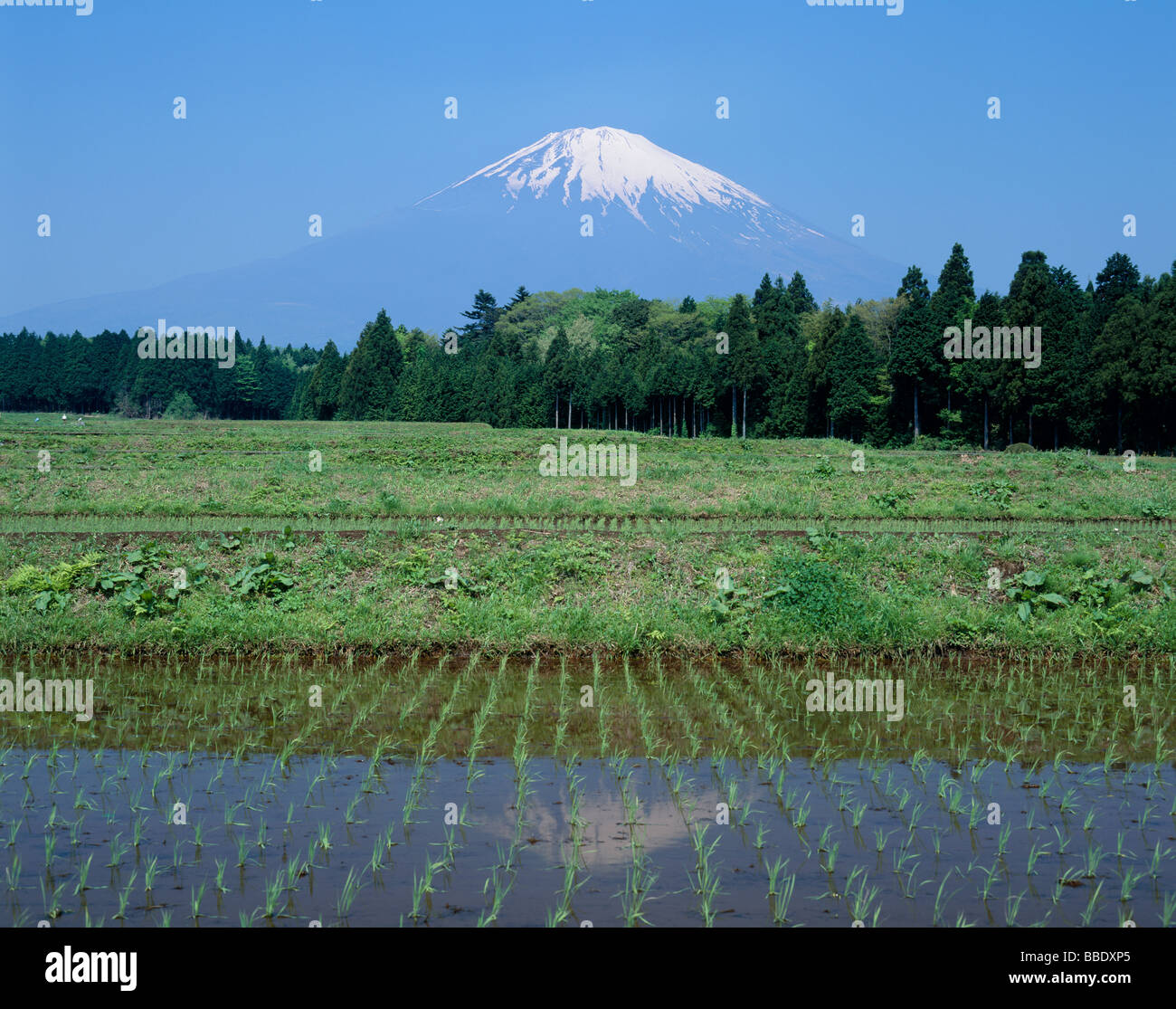 Mt.Fuji And Rice Field Stock Photo