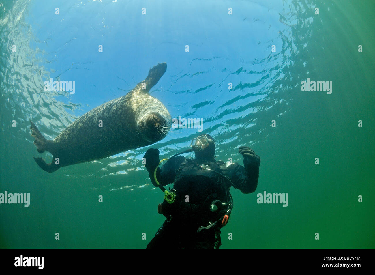 European Common seal and scuba diver, Phoca vitulina vitulina Stock Photo