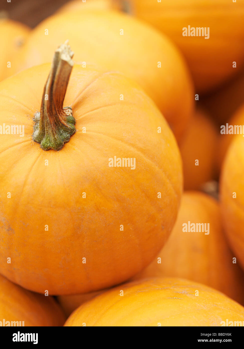 CloseUp of Miniature Pumpkins Stock Photo Alamy