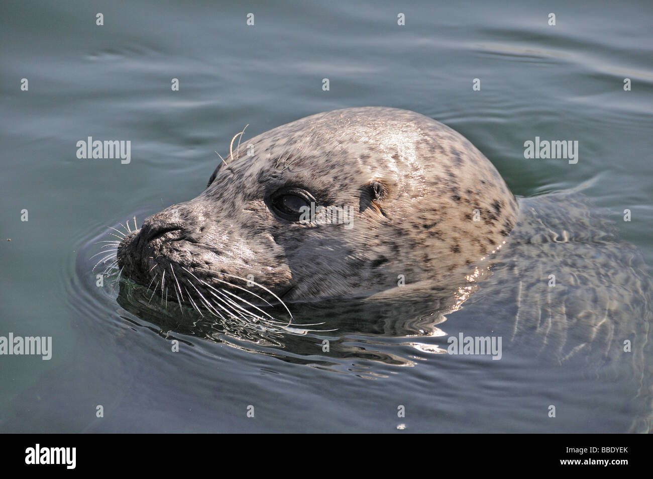 European Common seal, Phoca vitulina vitulina Stock Photo