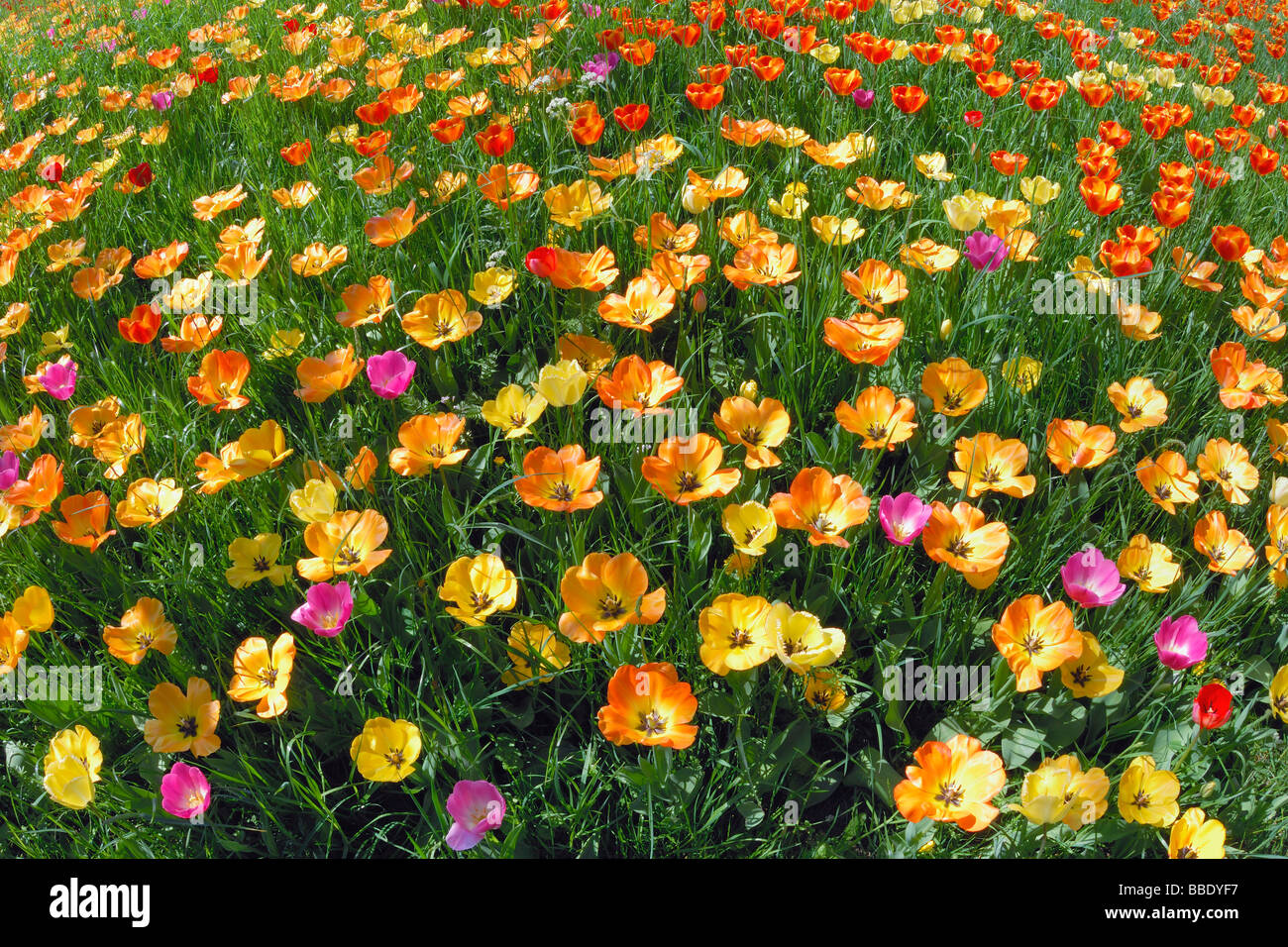 Field of Colourful Tulips, Baden-Wurttemberg, Germany Stock Photo