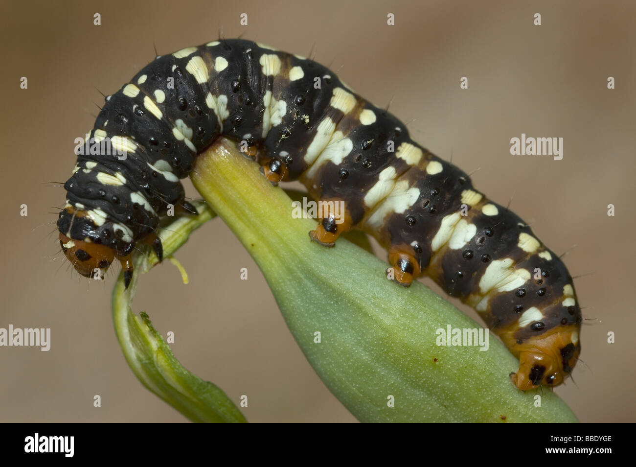 Caterpillar of moth Brithys crini Stock Photo