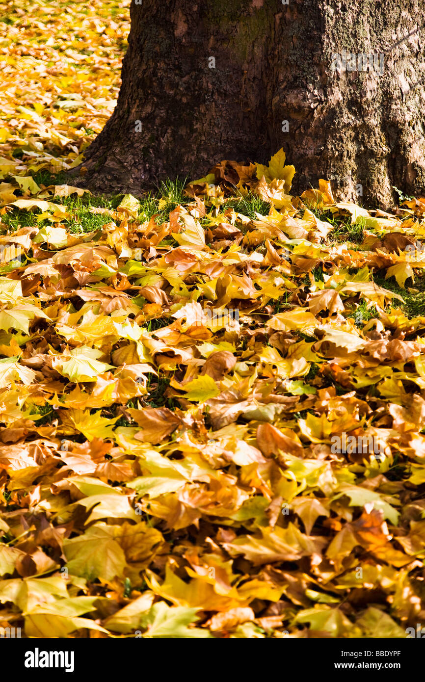 Autumn Leaves on the Ground Stock Photo - Alamy
