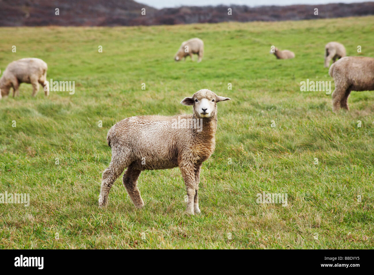 Sheep on Allen Farm, Chilmark, Martha's Vineyard, Massachusetts, USA Stock Photo