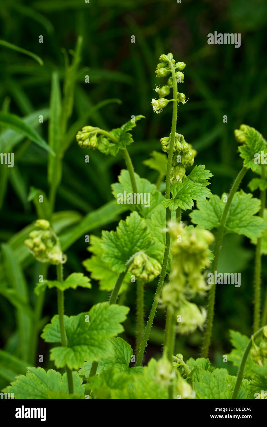 Tellima grandiflora. Perennial with bright green leaves and spires of greeny yellow small flowers which age to pink. Stock Photo