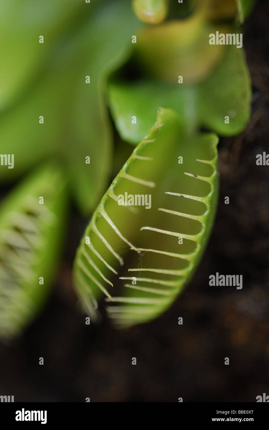 Venus flytrap Dionaea muscipula, Droseraceae Stock Photo