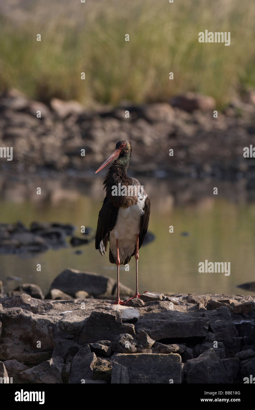 Single Black Stork Ciconia nigra standing on a wall next to water in Ranthambore National Park, India. Stock Photo