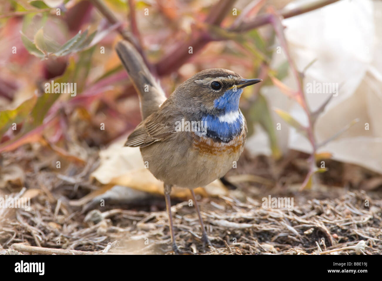 Migrant White spotted Bluethroat Luscinia svecica sitting on ground with tail cocked in Sharm El Sheik, Nabq, Egypt. Stock Photo