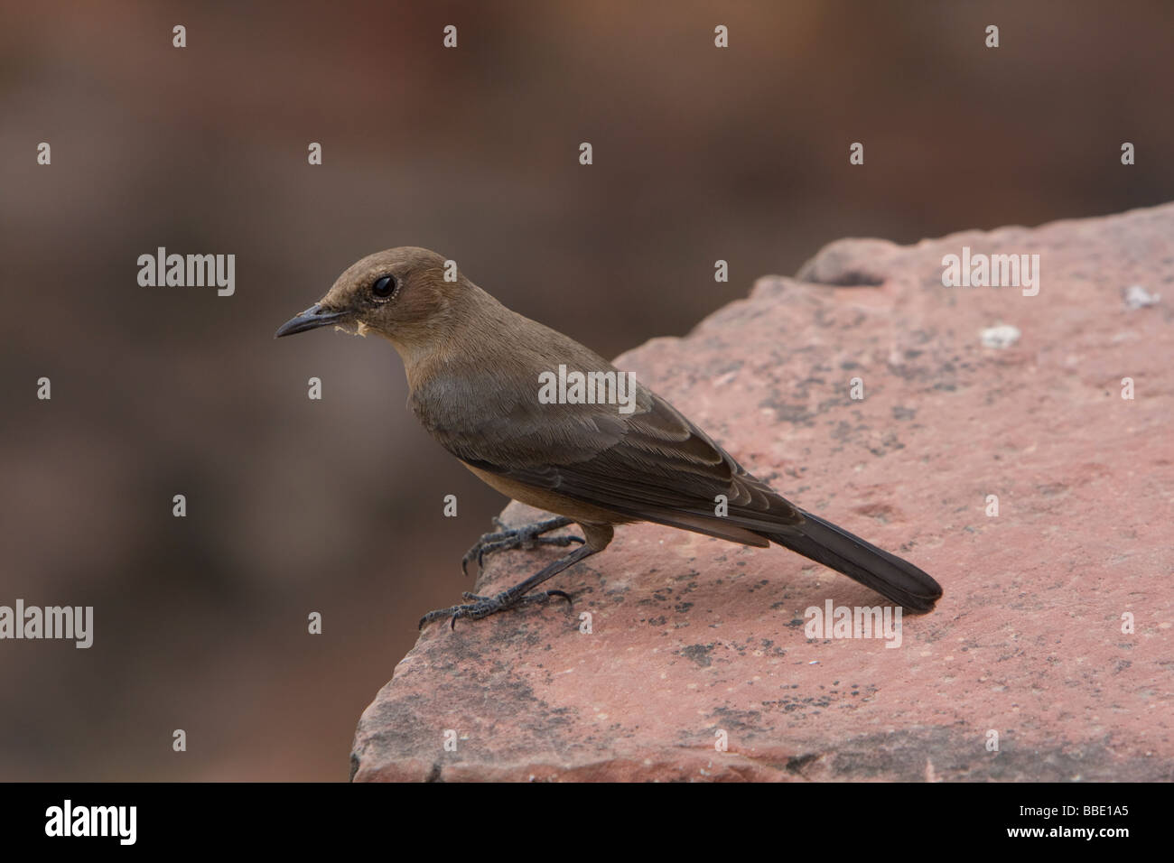 Brown Rock Chat Cercomela fusca sitting alert on building, India. Stock Photo