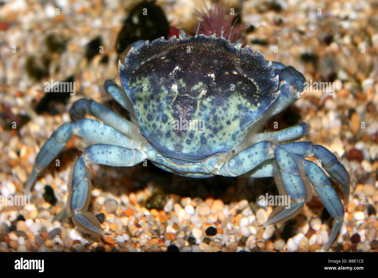Velvet Swimming Crab (a.k.a. Devil Crab) Necora puber Stock Photo