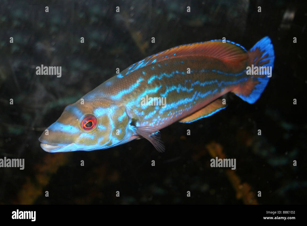 Male Cuckoo Wrasse Labrus mixta Stock Photo