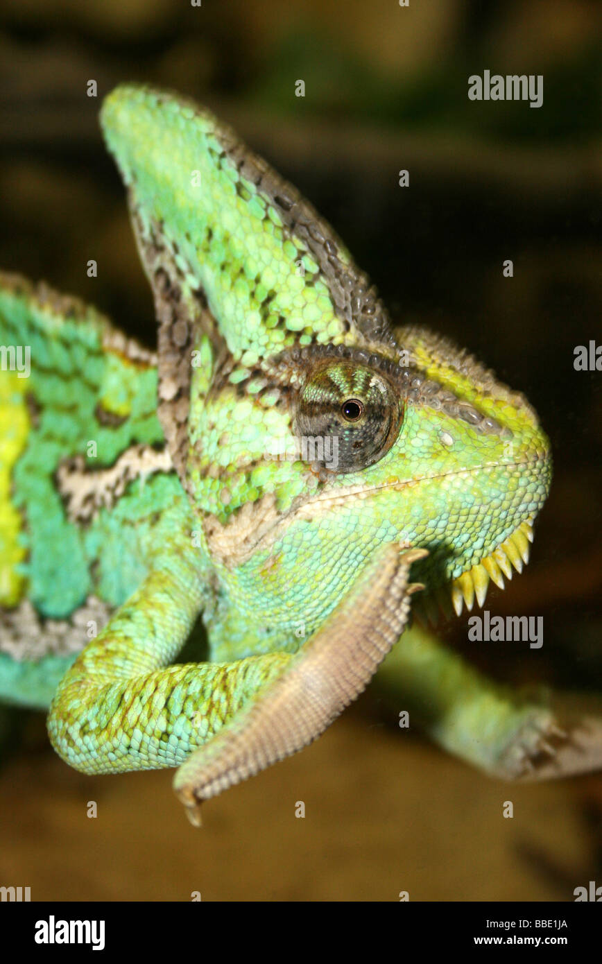 Close Up Of Head Casque Of Male Veiled (a.k.a. Yemen or Desert) Chameleon Chamaeleo calyptratus Taken At Chester Zoo, England, U Stock Photo