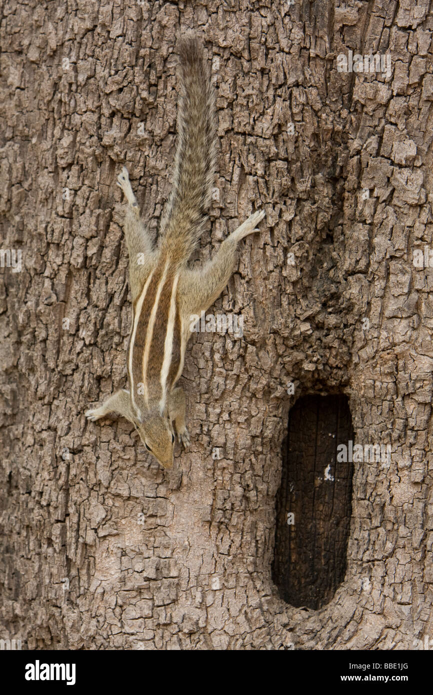 Three striped Ground Squirrel Tamias striatus climbing down side of trunk with hole, Rajasthan, India Stock Photo