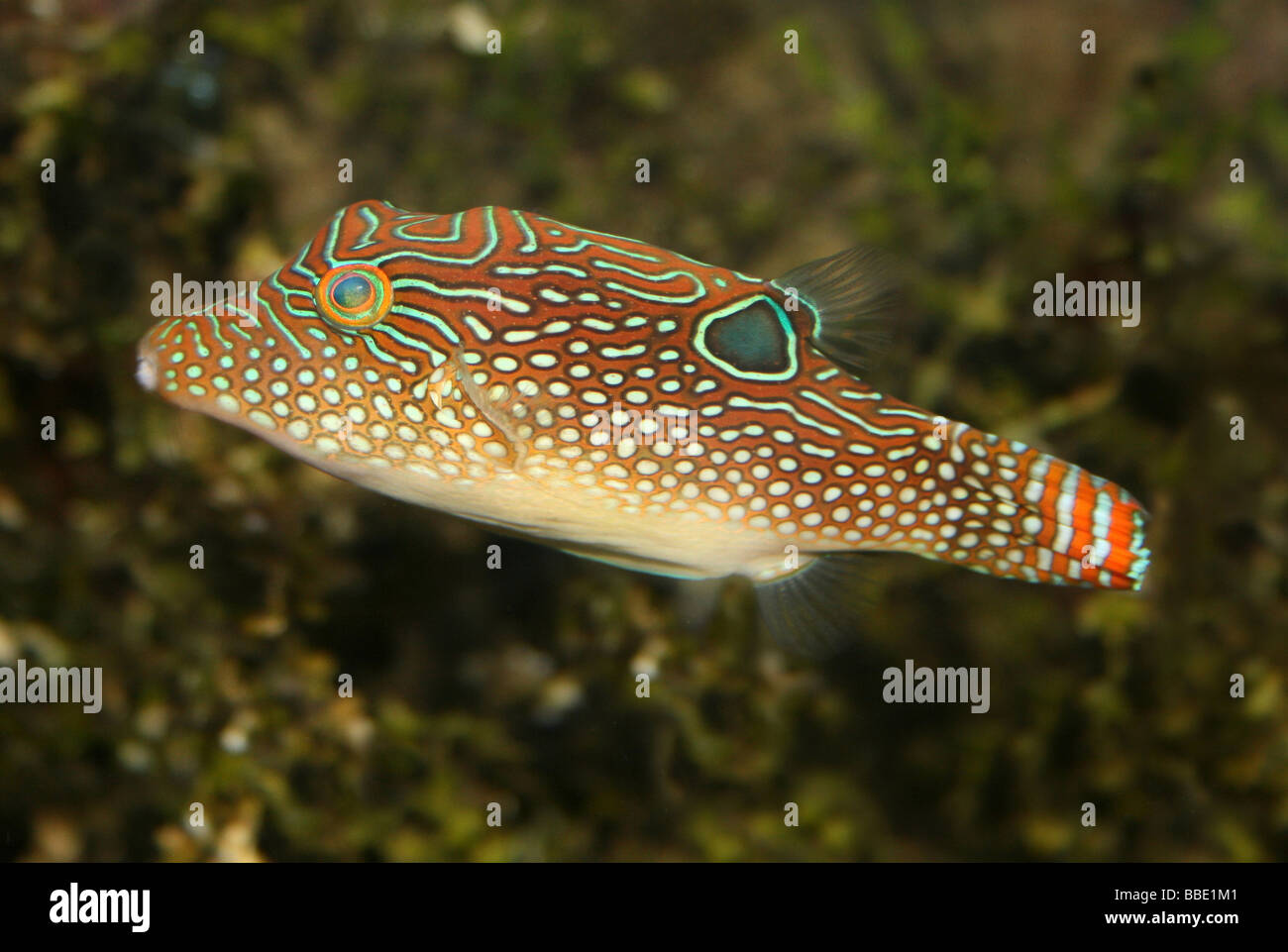 Jewel Puffer Fish (a.k.a. Spotted Sharpnose, Blue Spotted Puffer, Ocellated Toby) Canthigaster solandri Stock Photo