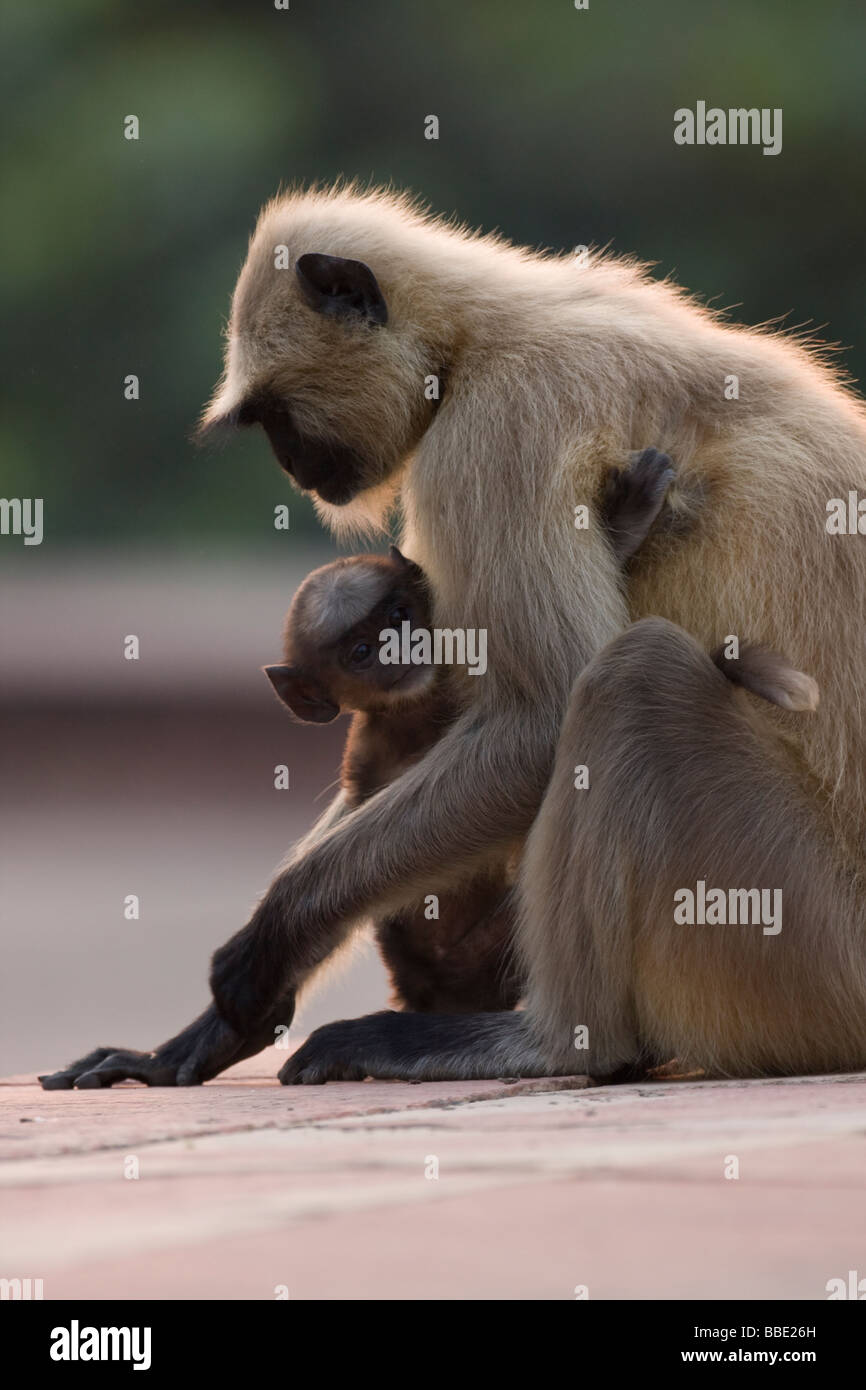 Indian Hanuman Langur Semnopithecus entellus with young clinging to mother at Sikandra, Agra, India. Stock Photo