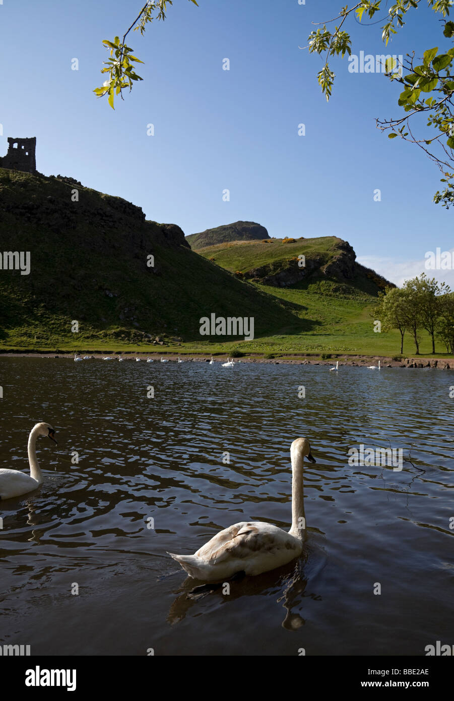 Swans St Margaret's Loch Holyrood Park, Edinburgh Stock Photo