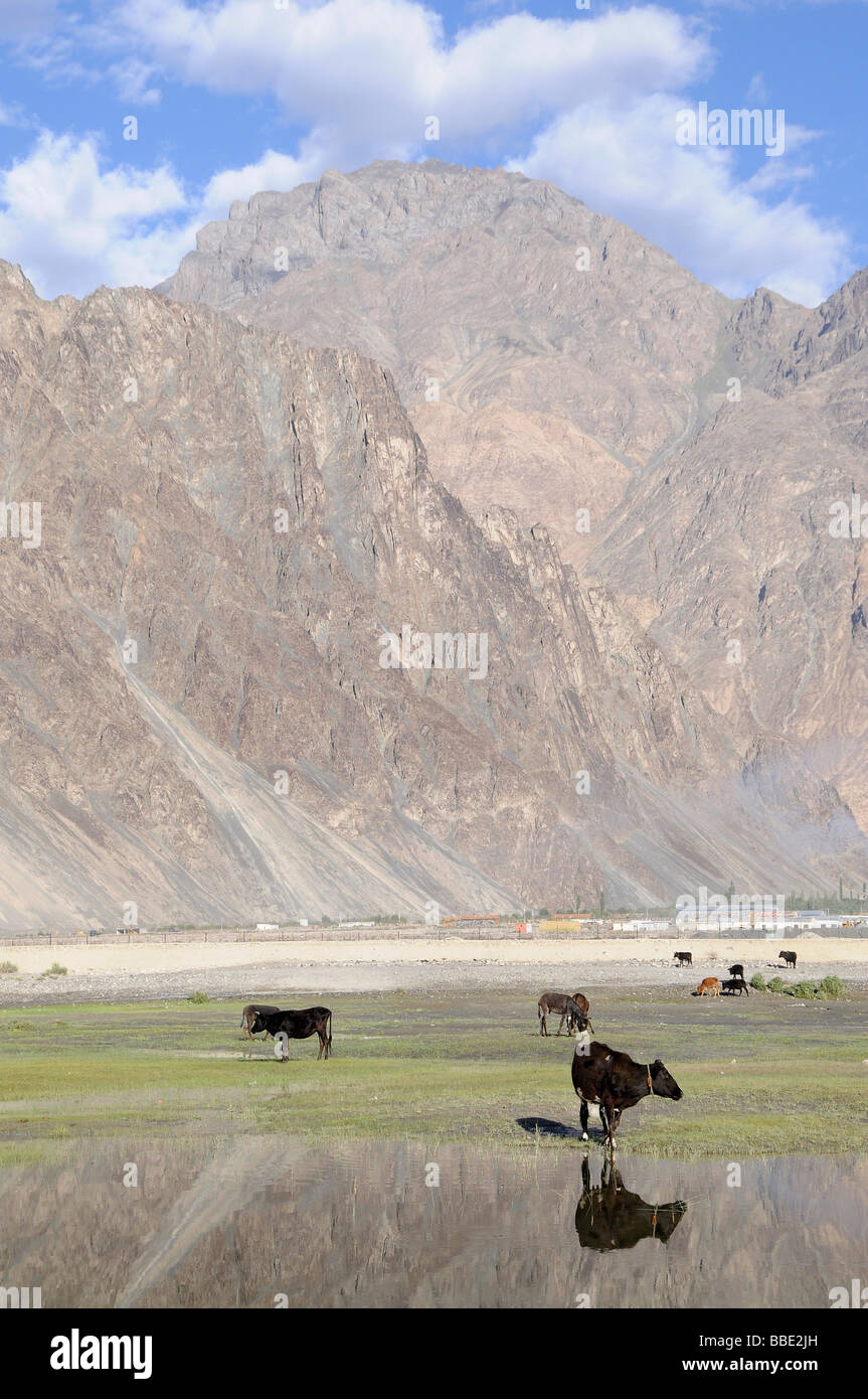 Commons in the oasis Hundar, pastures as community land, floodplains of the Shyok river, Nubra valley, Ladakh, India, Himalayas Stock Photo