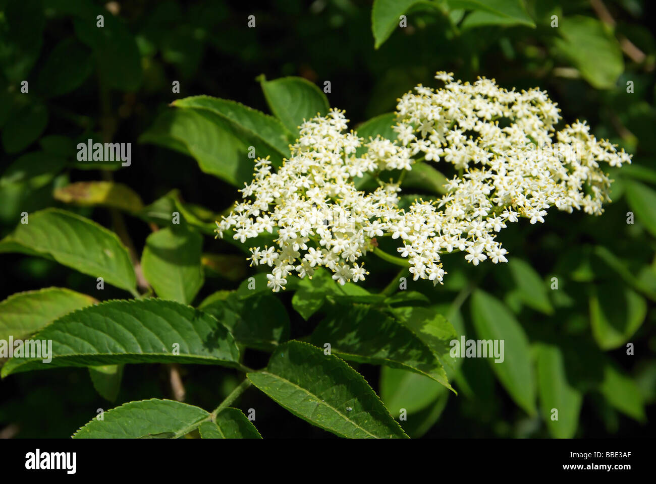 Holunder elder 12 Stock Photo