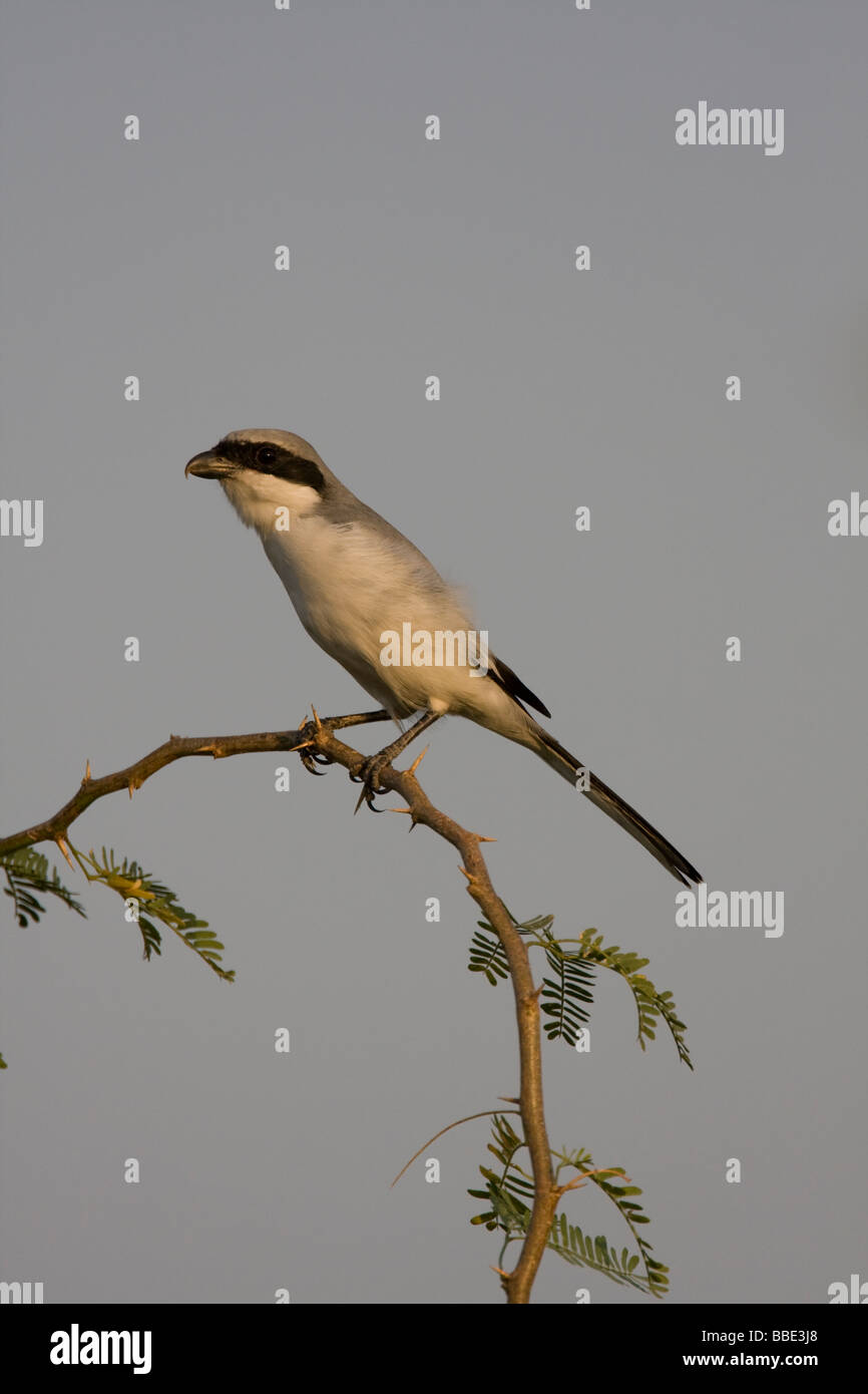 Southern Grey Shrike Lanius meridionalis sitting alert across thorny branch with clear background, India. Stock Photo