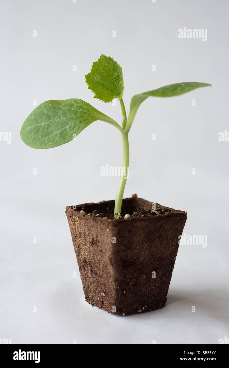 squash seedling Stock Photo Alamy
