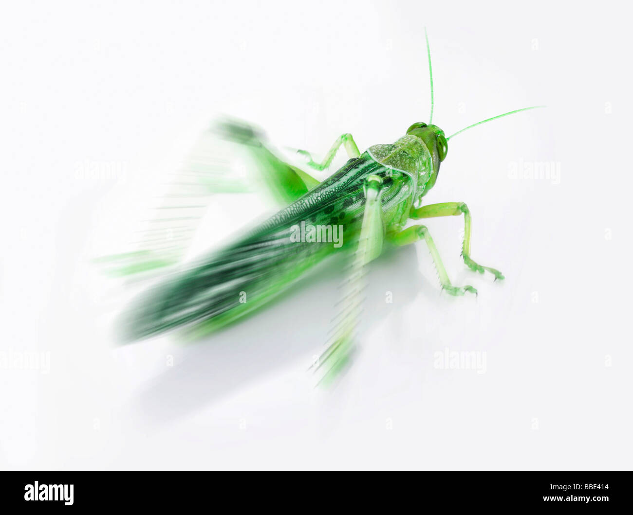 Desert locust, zoom effect, converted into green, composing Stock Photo