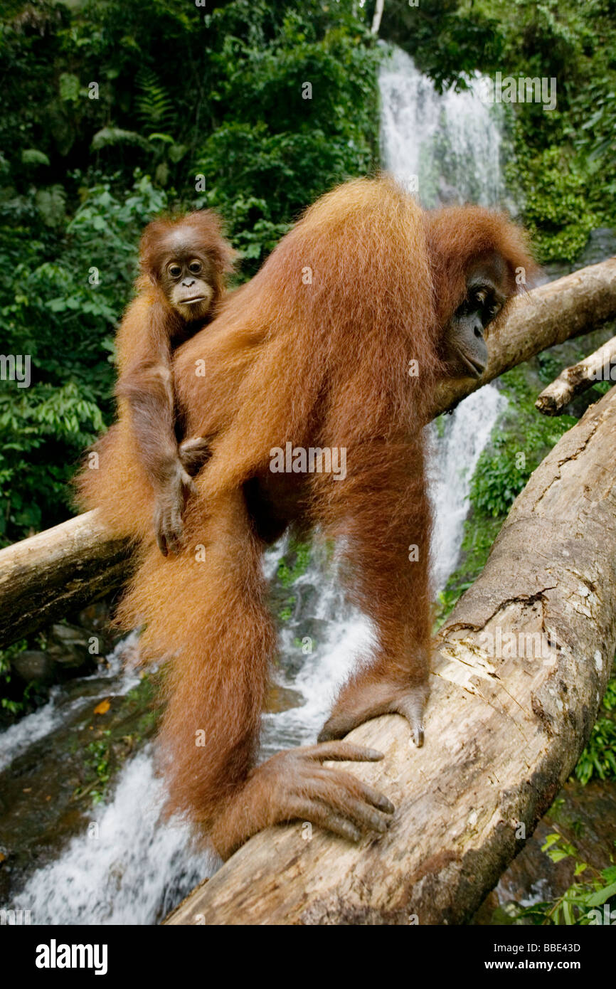 Highly endangered Sumatran orangutans in Bohorok Rehabilitation Centre ...