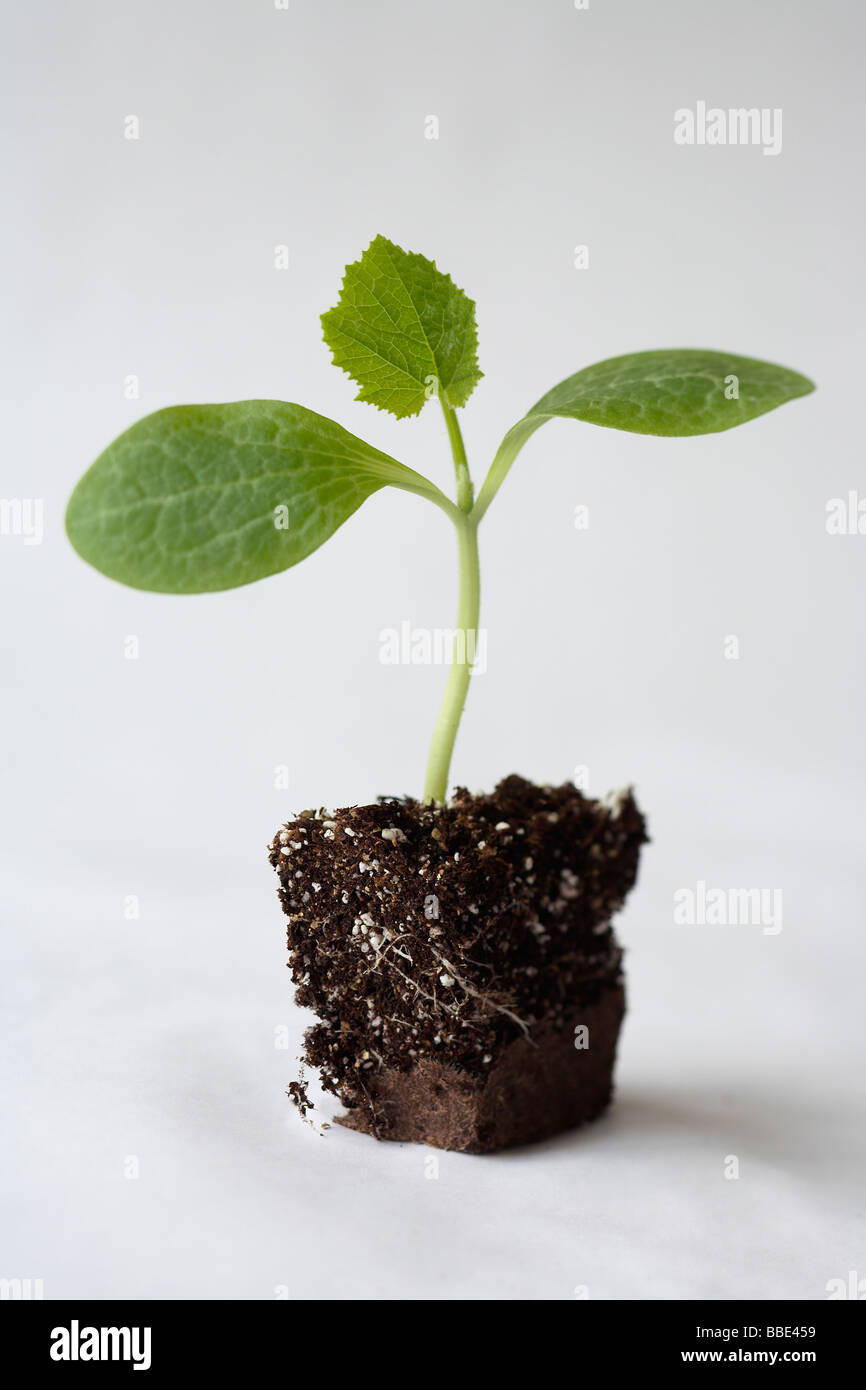 squash seedling Stock Photo Alamy