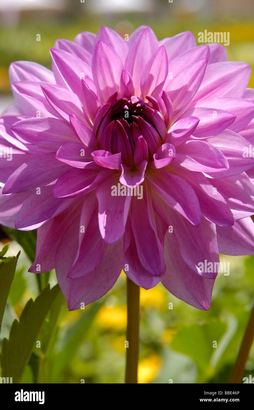 Purple Dahlia (Dahlia) flower Stock Photo
