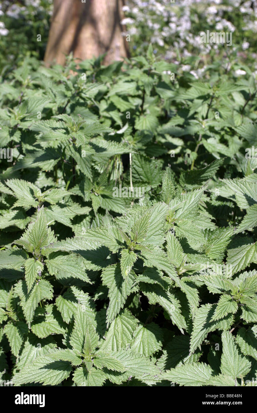Stinging Nettles Stock Photo