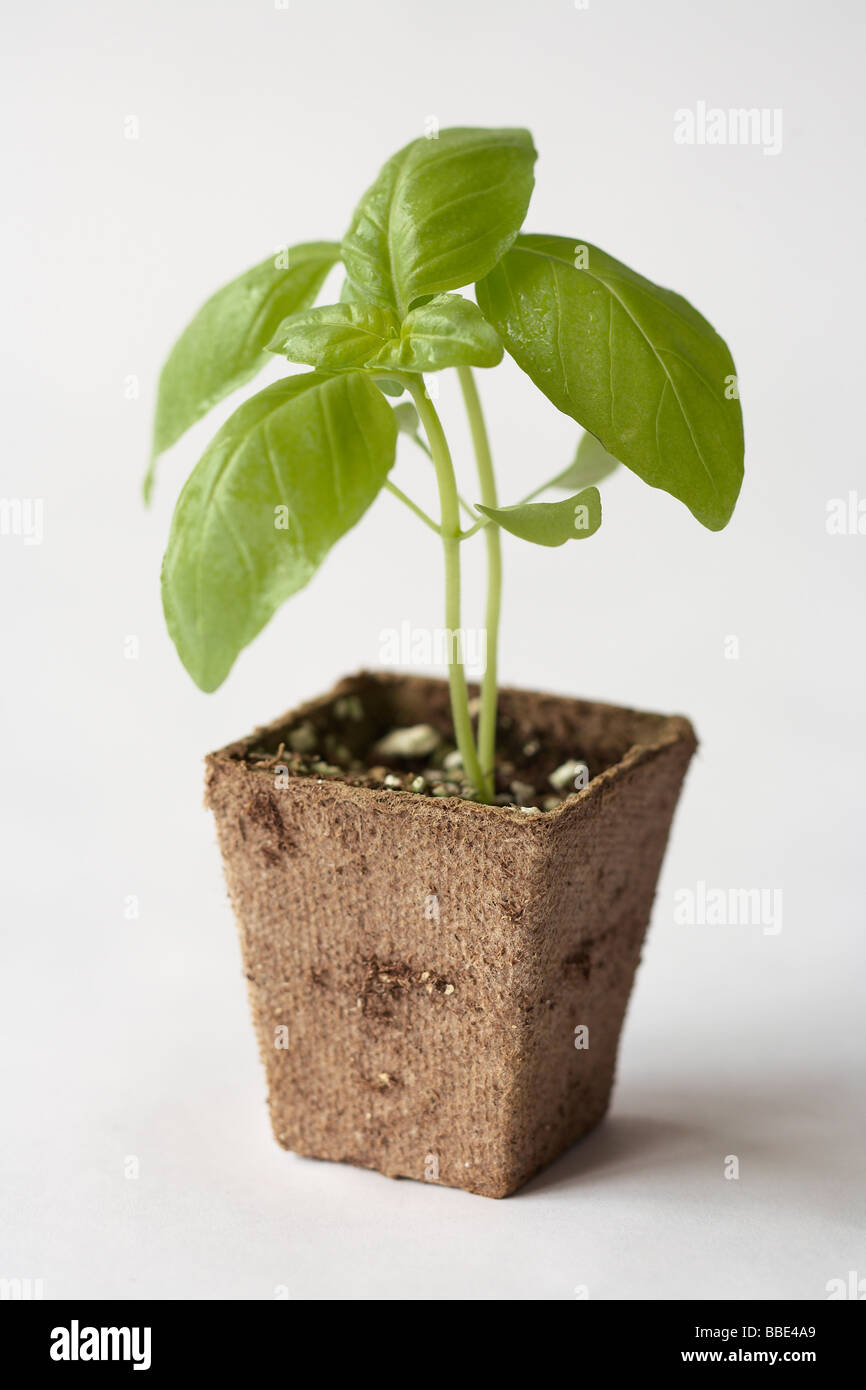 Genovese basil seedling Stock Photo