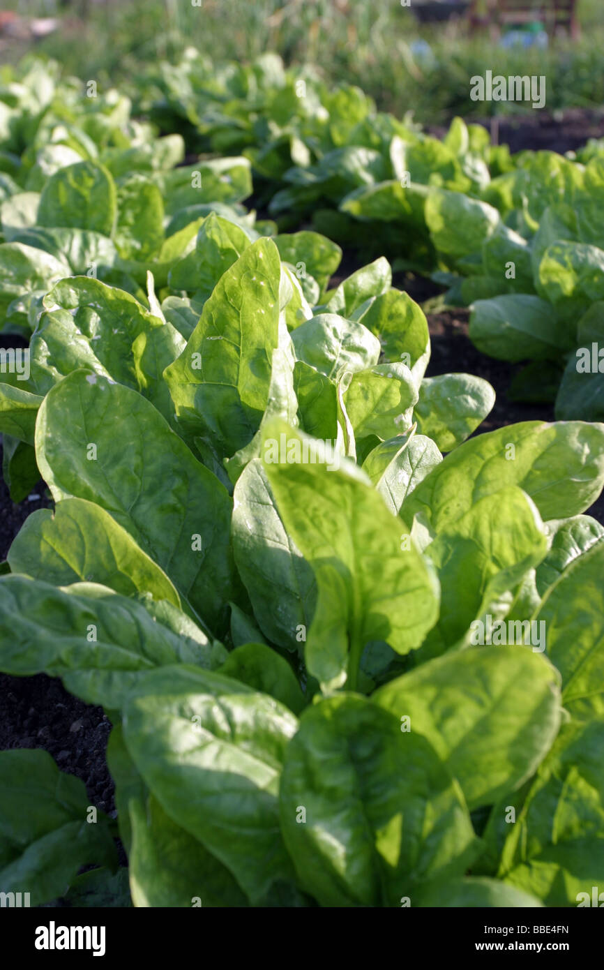 Spinach Beet growing on an allotment Stock Photo Alamy