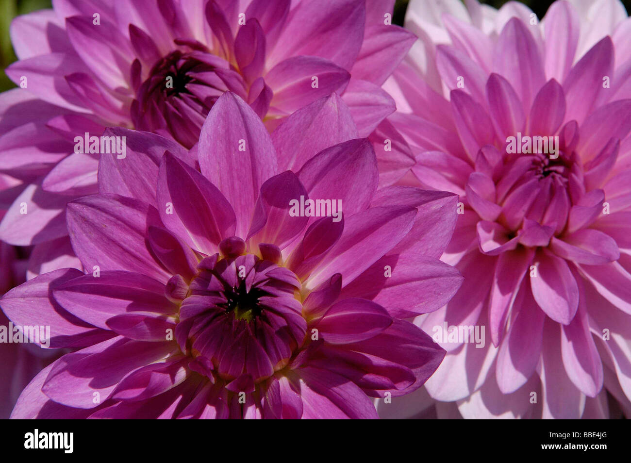 Purple Dahlia (Dahlia) flowers Stock Photo - Alamy