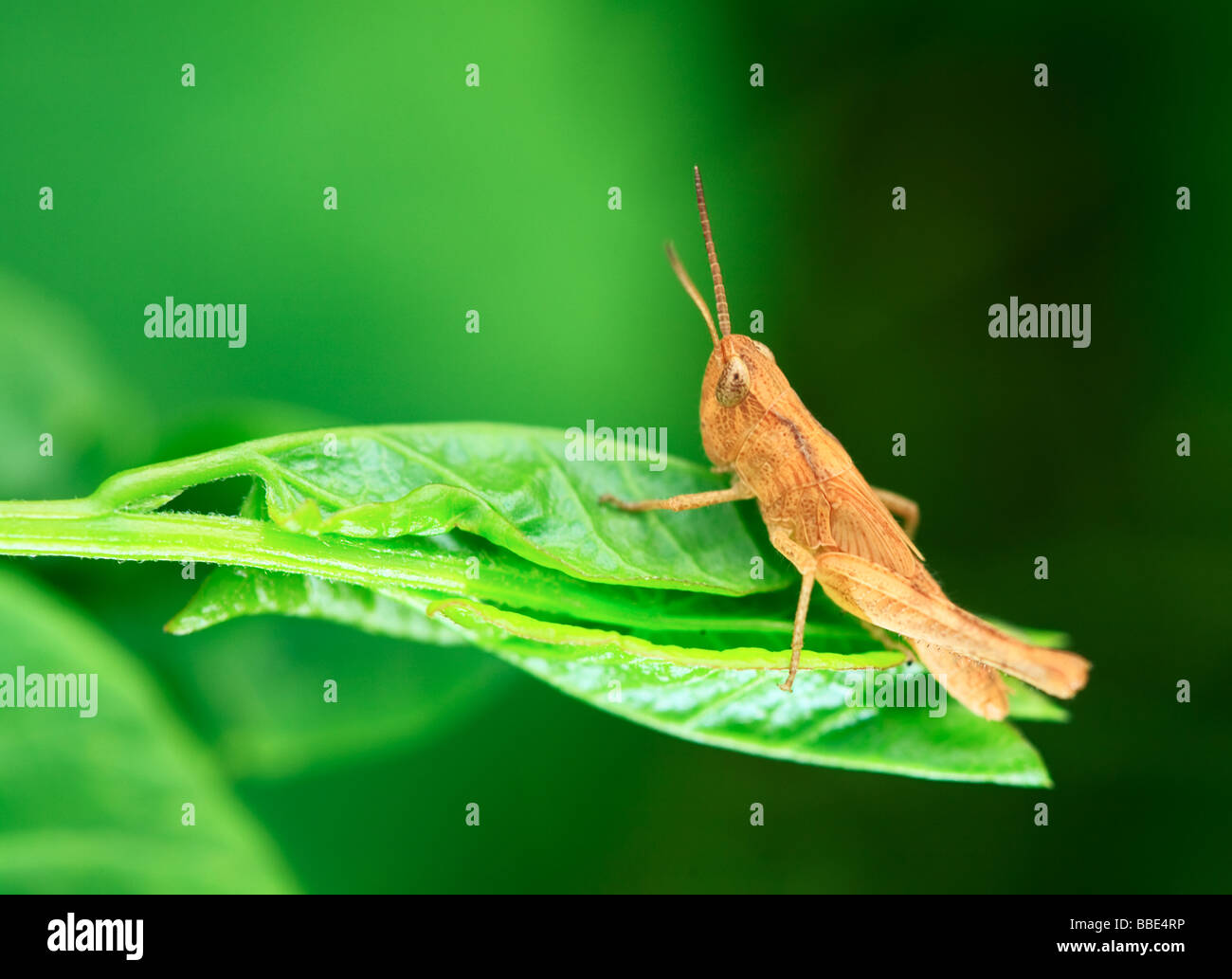 Brown grasshopper at the leaf green background Stock Photo