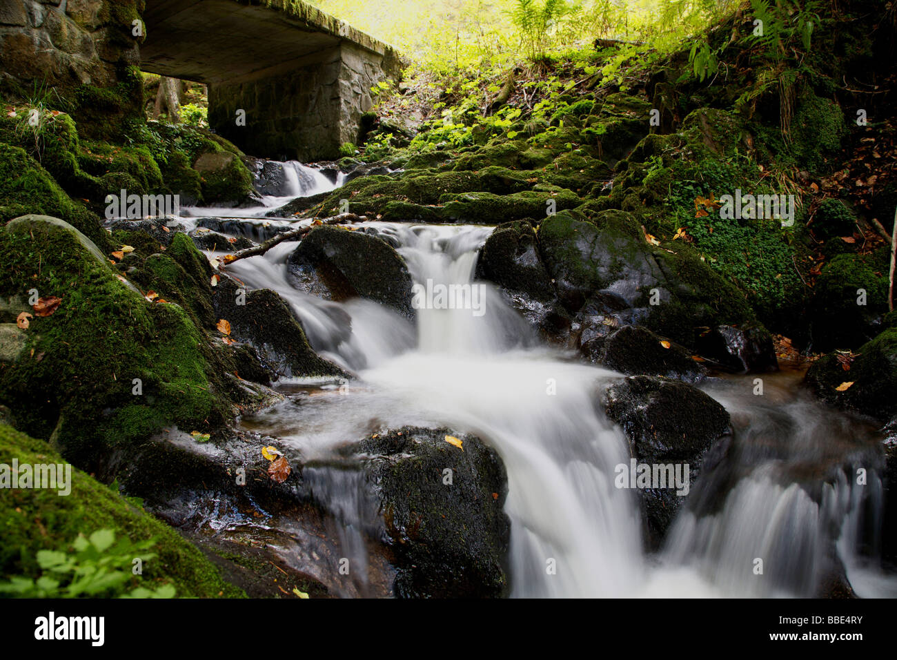 Stream on Mt Feldberg in the Black Forest, Germany, Europe Stock Photo