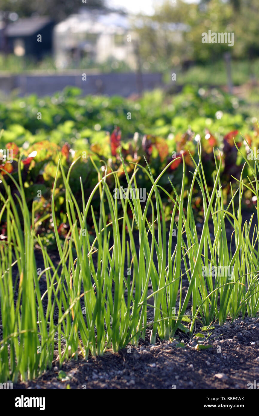 Allotment in oxford hi-res stock photography and images - Alamy