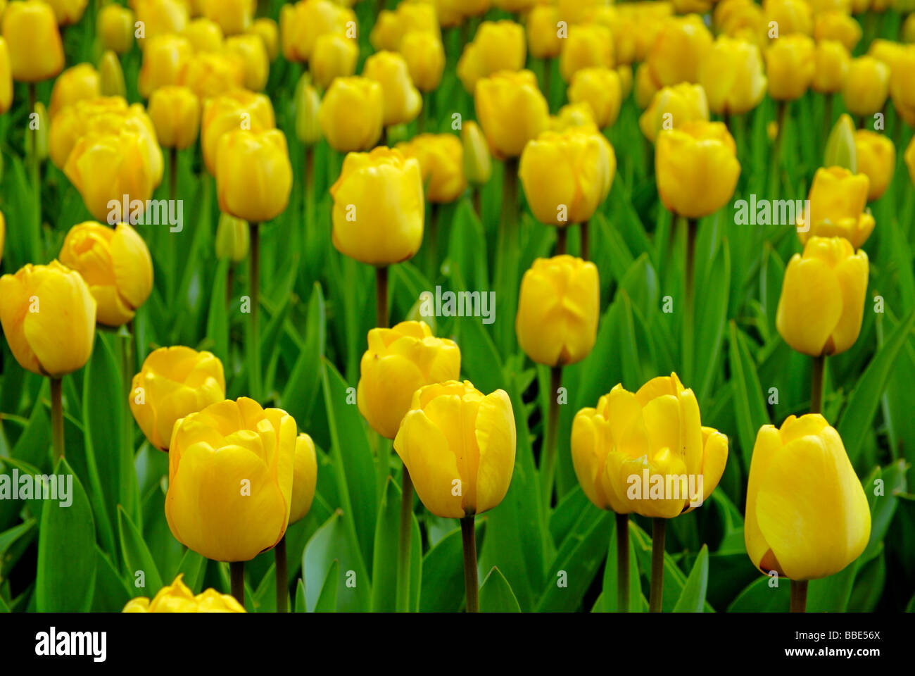 Field of yellow tulips Stock Photo - Alamy