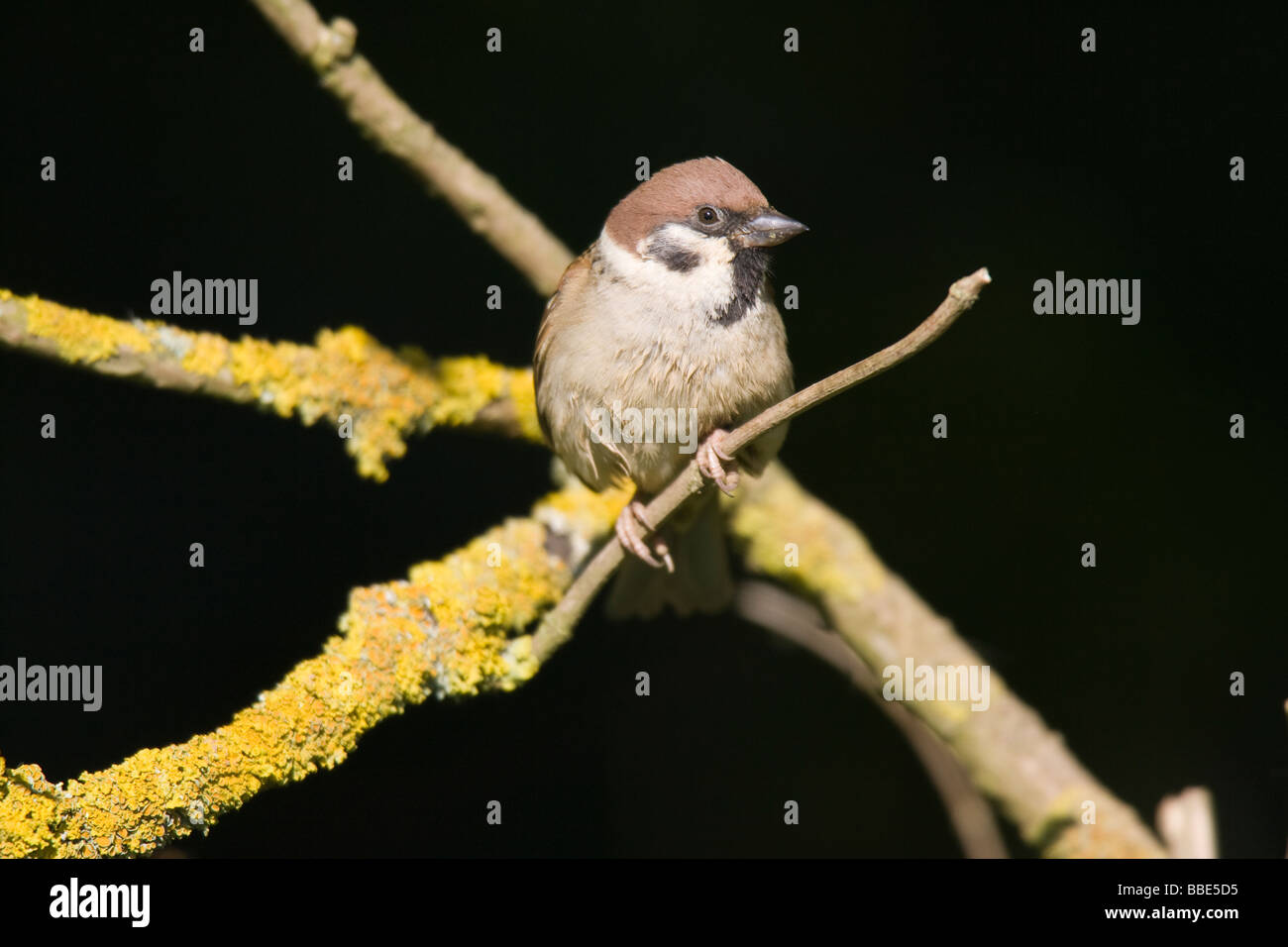Adult Eurasian Tree Sparrow (Passer montanus) perched on lichen covered branch Stock Photo