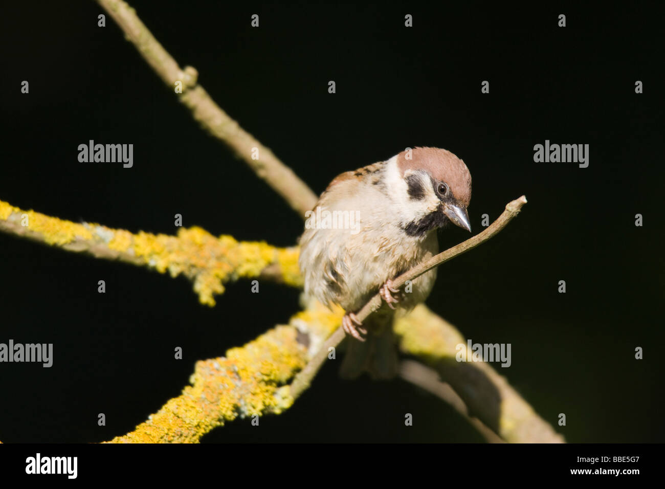 Adult Eurasian Tree Sparrow (Passer montanus) perched on lichen covered branch Stock Photo