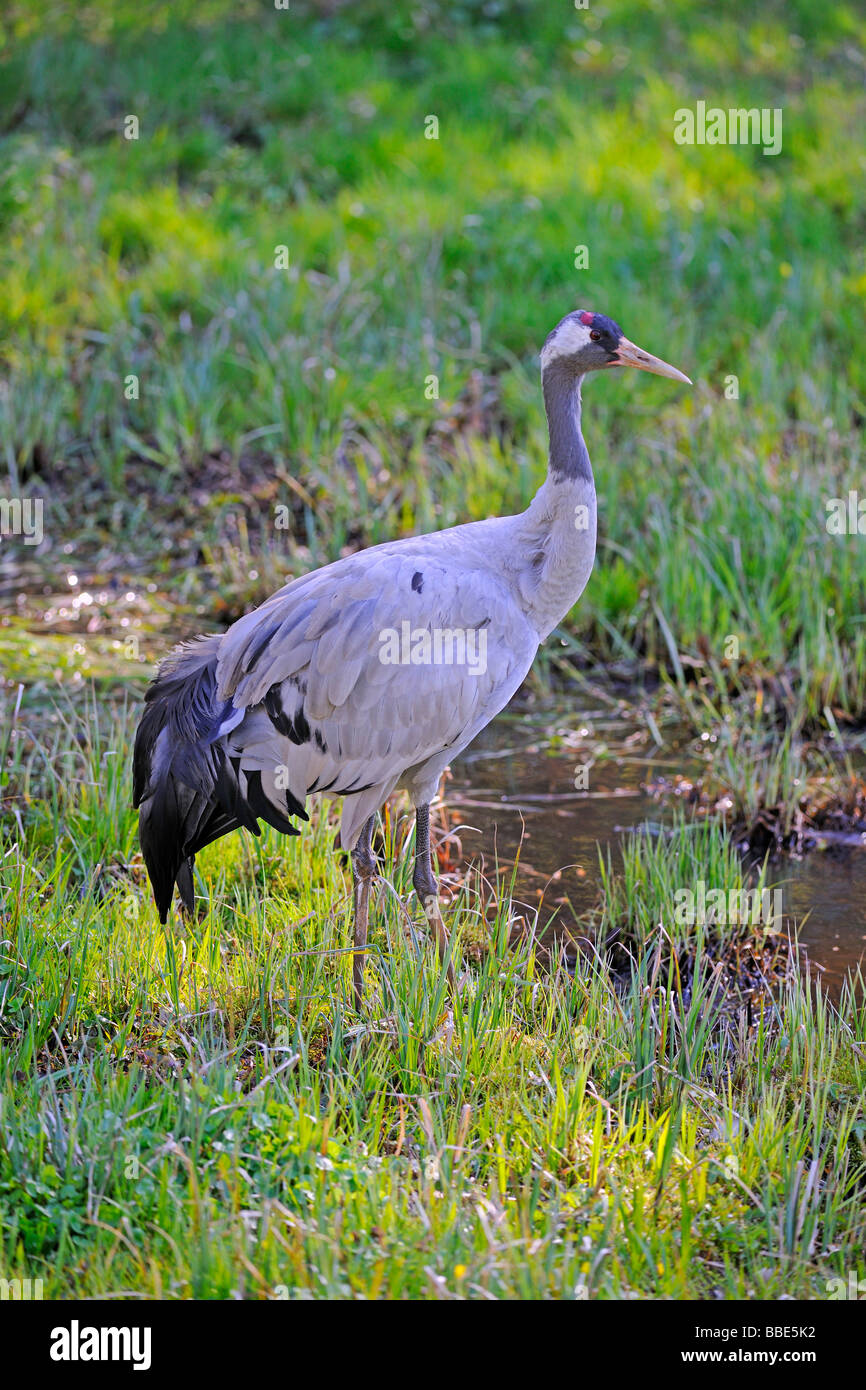 Common Crane (Grus grus) in a marsh meadow Stock Photo
